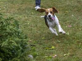 Welpe Beagle-Hund läuft im Gras foto