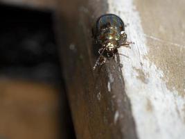 chrysolina grünes metallisches Käferinsekt foto