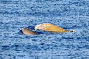 Mutter und Baby Kalb Cuvier Gans Schnabelwal Delphin Ziphius Cavirostris foto