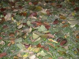 Kaki-Obstbaum und Blätter im Herbst foto