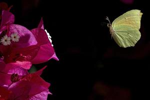 gelber Schmetterling auf Bouganville-Blume foto