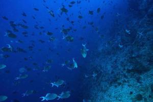 Schwarm blauer Drückerfische beim Tauchen auf den Malediven foto