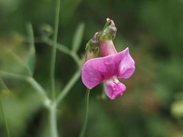 Cicerchia-Gras wilde Erbsenblume foto