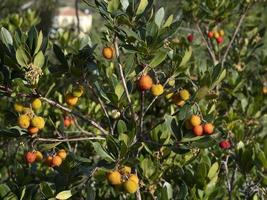 Erdbeerobstbaum in Ligurien, Italien foto