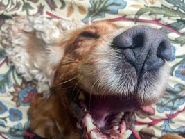 lächelnder glücklicher hund englischer welpencocker spaniel foto