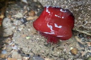 rote anemone actinia im mittelmeer am ufer foto