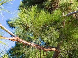 Zweig der Krimkiefer Pinus Nigra Pallasiana foto
