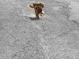 Cockerspaniel läuft zu dir foto