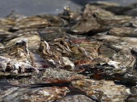 Austernbecken in einem Fischrestaurant am Meer foto