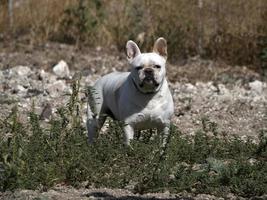 glückliches Porträt der weißen französischen Bulldogge foto