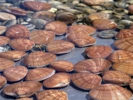 Austern- und Muschelbecken in einem Fischrestaurant am Meer foto