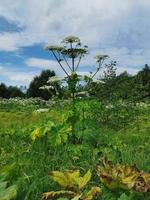 Sommerfeld mit Bärenklau foto