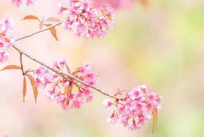 kirschblüte im frühjahr mit weichem fokus, unscharfer unscharfer frühlingskirschblüte, bokeh-blumenhintergrund, pastell- und weichem blumenhintergrund. foto
