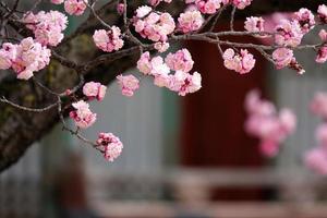 Frühlingsblumenpflaume, eine blühende Pflaumenblume foto