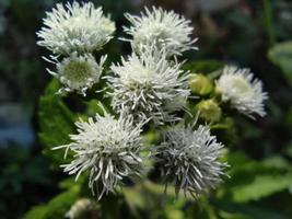 Nahaufnahmemakro von Blumen namens Praxelis Clematidea oder Bandotan foto