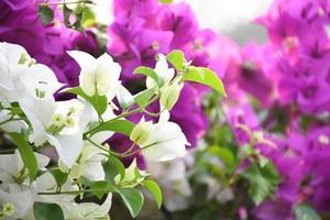 Bougainvillea-Blume am Morgen mit verschwommenem Hintergrund foto