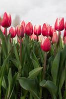 Tulpen, die zu Beginn des Frühlings an einem bewölkten Tag auf einem Feld blühen foto