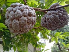 Srikaya-Frucht vom Baum foto