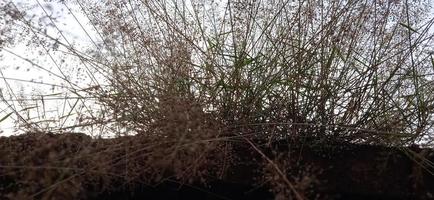 Blickwinkel von unten auf Vogelnest-ähnliche Wildgras-Hintergrundsilhouette mit einem blau-weißen Himmel am Morgen foto