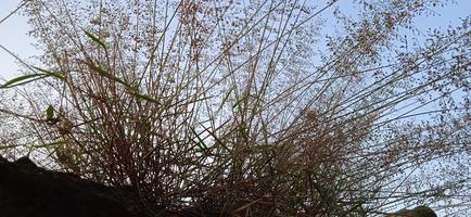 Blickwinkel von unten auf Vogelnest-ähnliche Wildgras-Hintergrundsilhouette mit einem blau-weißen Himmel am Morgen foto