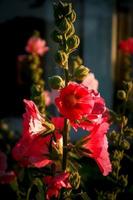 Schöne rosa Hollyhock althaea rosea Blume, die im Sommergarten blüht foto