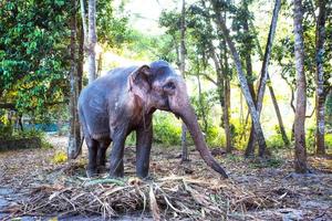 indischer elefant im dschungel an einer kette - unterhaltung für touristen, harte arbeit auf der farm, reiten, ausflüge. elefant im wald in der sonne durch die bäume. foto