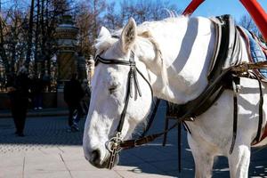 weißes Pferd mit Geschirr zum Gehen, Stehen und Dösen foto