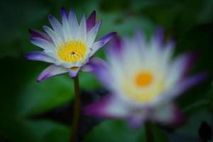 schöne seerose oder lotusblume im see foto