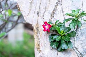 Nahaufnahme von rosa Blütenblatt Adenium im Garten. adenium obesum baum, ping bignonia oder wüstenrose mit grünen blättern auf weißem und grauem steinstrukturiertem hintergrund im park auf unscharfem naturhintergrund. foto