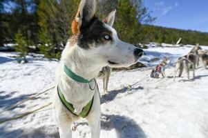 die von hunden gezogenen schlitten in der verschneiten landschaft von grau roig, encamp, andorra foto