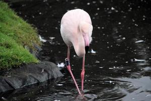 ein blick auf einen flamingo im wasser foto