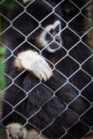 trauriger schwarzer gibbon in einem käfig foto