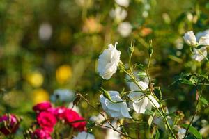 weiße Rosen in einem Blumenbeet im Garten foto
