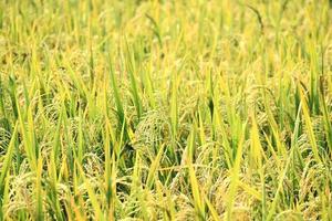 Anbau von Reis foto