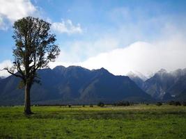 Bäume schöner Ort in Neuseeland foto