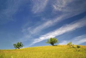 Baum auf der Wiese am sonnigen Tag foto