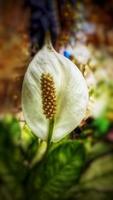 Defocus abstrakter Hintergrund der weißen Blume der Nahaufnahme foto