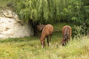 Herde, eine Gruppe junger Pferde auf einer Alm. foto