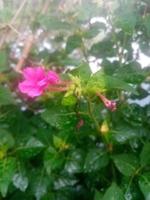 Wunder-von-Peru, schöne Blume, Tapete, schöne Natur, schöne Blume foto