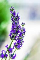 blühende Lavendelpflanze im Garten foto