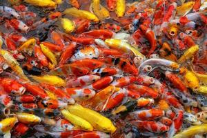 Koi-Fische schwimmen auf dem Teich. Viele bunte Karpfen fischen Hintergrund. foto