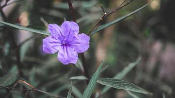 Ruellia tuberosa Blume oder lila Blume foto