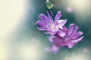 helle Blumen Chicorée. Natur foto