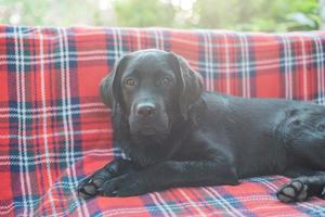 Welpe schwarzer Labrador Retriever, der an einem sonnigen Tag auf einer Bank liegt. Hund. foto