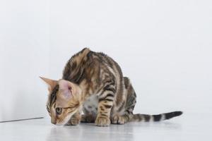 charmante Bengal-Katze posiert in einem Fotostudio foto