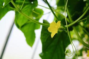 Blumenranken und Früchte von Gurken, die in einem Gewächshaus wachsen foto