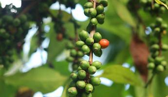 rote Kaffeekirschen an den Ästen und reif für die Ernte. Kaffeefrucht von der indonesischen Insel Java. foto