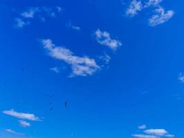 fregat vögel herde fliegen blauer himmel hintergrund contoy island mexico. foto