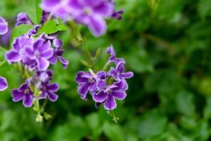 Nahaufnahmefoto, schöne lila Blume im natürlichen Garten mit weichem Fokus und unscharfem Hintergrund, selektiver Fokus foto