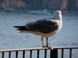 Möwen über dem blauen Mittelmeer an der katalanischen Costa Brava foto